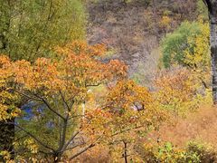 -大岭沟猕猴桃谷风景区