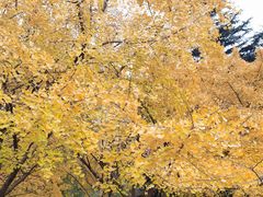 -上海共青森林公园