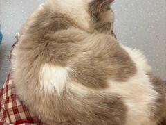 -小小班私人影院·猫咖(万达茂广场店)