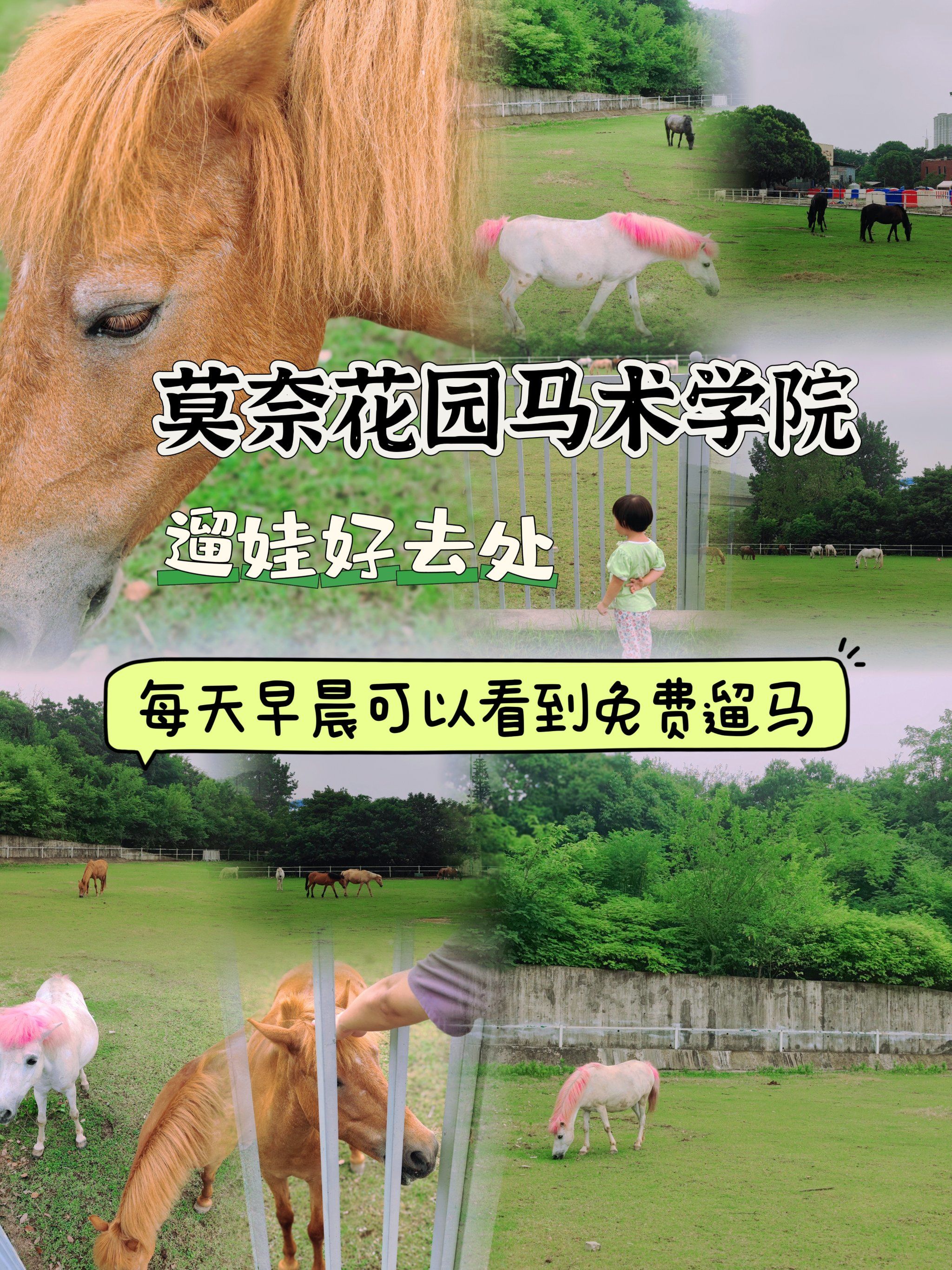 马群,不是地名,带娃来这免费看的一群马咯