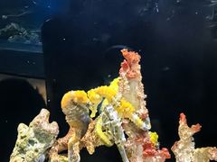 -欢乐海岸海洋奇梦馆