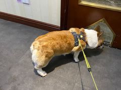 -宠爱国际动物医院· 猫科· 外科·中兽医(长白店)