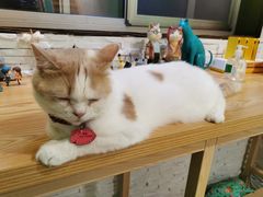 -猫在这儿猫咪咖啡馆·撸猫馆