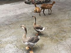 -贡椒鱼老店·雅安十大名店