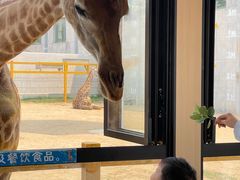 -西霞口神雕山野生动物世界