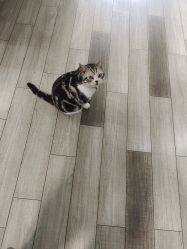 -荔刺青纹身·手穿孔饰品