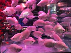 -三旗百汇商品城