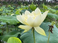 -池杉湖湿地公园