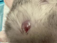 -宠颐生中康贝怡动物医院