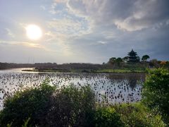 -上海海湾国家森林公园