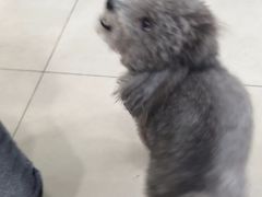 -佳雯宠物医院·皮肤科·内外科(春晓路分院)