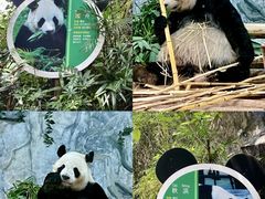 -深圳野生动物园