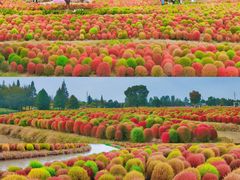 -花开海上生态园