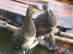 水鸟-溱湖国家湿地公园