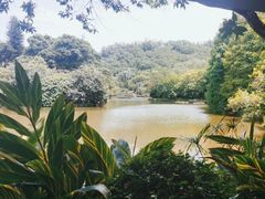 -深圳仙湖植物园