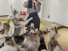 -Husky Go! 哈士奇体验馆·宠物咖啡厅狗咖