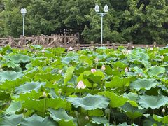 -金山公园