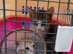 -宠颐生动物医院·猫科·心脏科(海口分院)