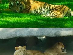 -北京野生动物园