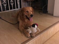 -安安宠医·臻爱宠物医院(簇锦北路分院)