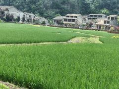 -高荡千年布依古寨旅游景区