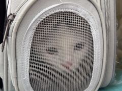 -四月宠物医院·猫专科·心脏专科·内科(转塘店)