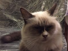 -猫色咖啡·猫咖