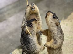 -浣熊柯尔鸭土拨鼠·电玩咖