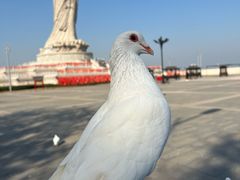 -天津妈祖文化园