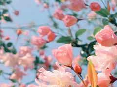 -海棠花溪(元大都城垣遗址公园)