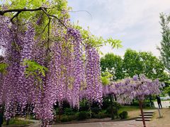 -嘉定紫藤园