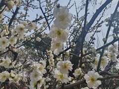 -无锡梅园公园