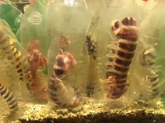 -Isla Sugbu Seafood City