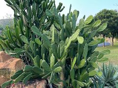 -东莞植物园