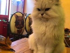 -李小姐の猫咖啡馆(五角场店)