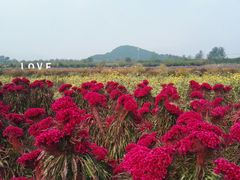 -北京东方普罗旺斯薰衣草庄园