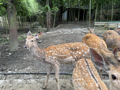 -鹿院坪生态旅游景区