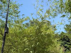 -槟城植物园
