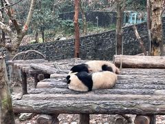 -都江堰中华大熊猫苑