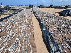 -尼甘布海鲜市场