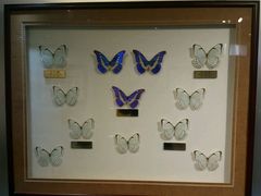 android_upload_pic-上海昆虫博物馆