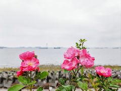 -上海滨江森林公园