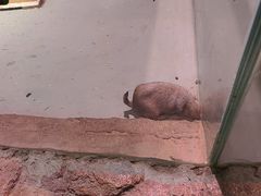 -正佳雨林生态植物园