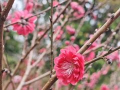 -桃花涧