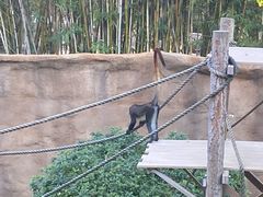 -圣地亚哥动物园