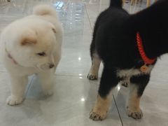 -柴犬小屋·柴餐厅·狗咖食堂(金鼎广场店)