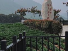 -白茶原·一片叶子