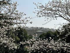 -武汉大学-樱园