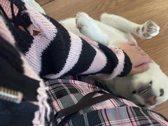 -柴犬高等学院·狗咖·柴犬售卖·宠物训练