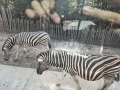 -上海野生动物园